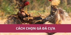 Cách Chọn Gà Đá Cựa Giỏi Cho Trận Đấu Thành Công