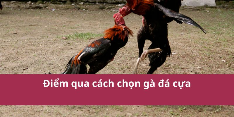 Cách Chọn Gà Đá Cựa Giỏi Cho Trận Đấu Thành Công 2 Điểm qua cách chọn gà đá cựa