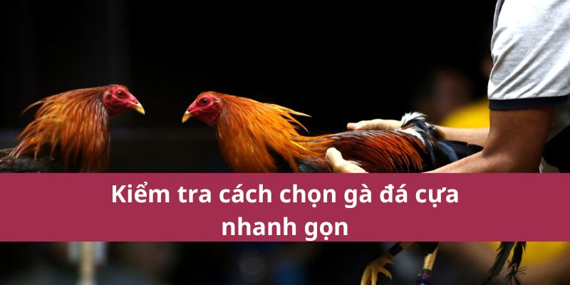 Cách Chọn Gà Đá Cựa Giỏi Cho Trận Đấu Thành Công 3 Kiểm tra cách chọn gà đá cựa nhanh gọn