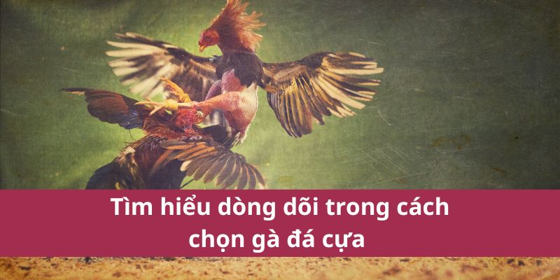 Cách Chọn Gà Đá Cựa Giỏi Cho Trận Đấu Thành Công 4 Tìm hiểu dòng dõi trong cách chọn gà đá cựa