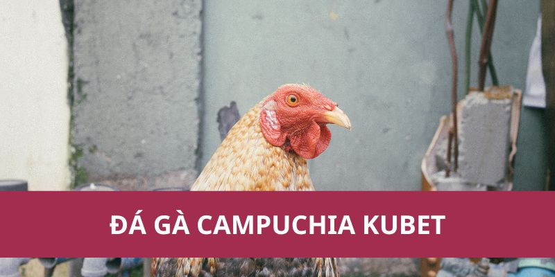Đá Gà Campuchia Kubet: Nơi Tinh Hoa Của Trò Chơi Năm 2025 1 Đá Gà Campuchia Kubet: Nơi Tinh Hoa Của Trò Chơi Năm 2025
