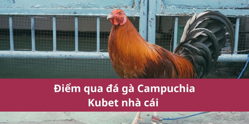 Đá Gà Campuchia Kubet: Nơi Tinh Hoa Của Trò Chơi Năm 2025 2 Điểm qua đá gà Campuchia Kubet nhà cái