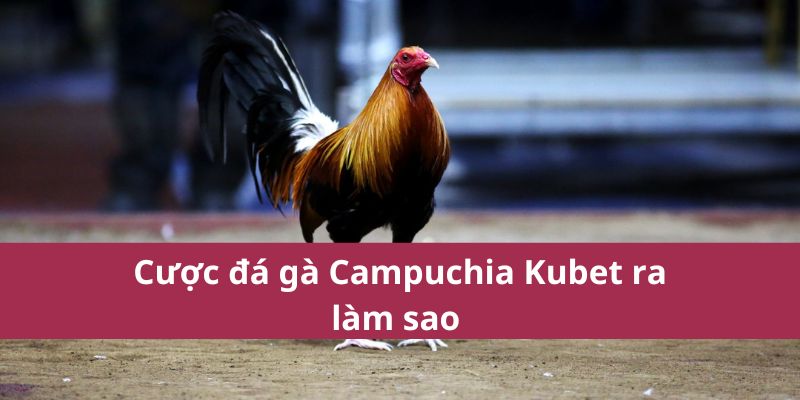 Đá Gà Campuchia Kubet: Nơi Tinh Hoa Của Trò Chơi Năm 2025 3 Cược đá gà Campuchia Kubet ra làm sao