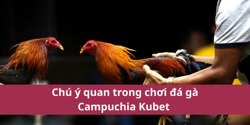 Đá Gà Campuchia Kubet: Nơi Tinh Hoa Của Trò Chơi Năm 2025 4 Chú ý quan trong chơi đá gà Campuchia Kubet