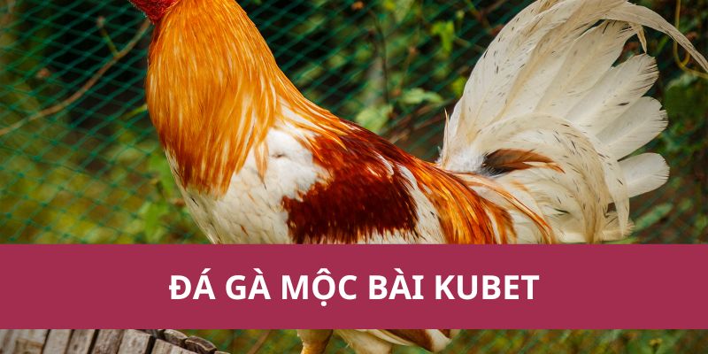 Đá Gà Mộc Bài Kubet: Hướng Dẫn Từ A-Z Cho Người Mới 1 Đá Gà Mộc Bài Kubet: Hướng Dẫn Từ A-Z Cho Người Mới