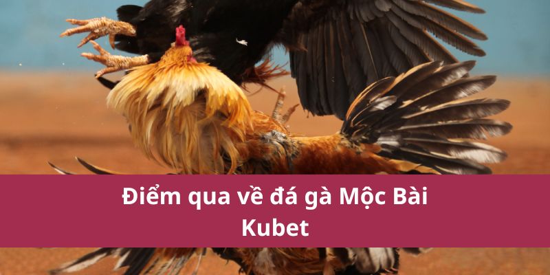 Đá Gà Mộc Bài Kubet: Hướng Dẫn Từ A-Z Cho Người Mới 2 Điểm qua về đá gà Mộc Bài Kubet