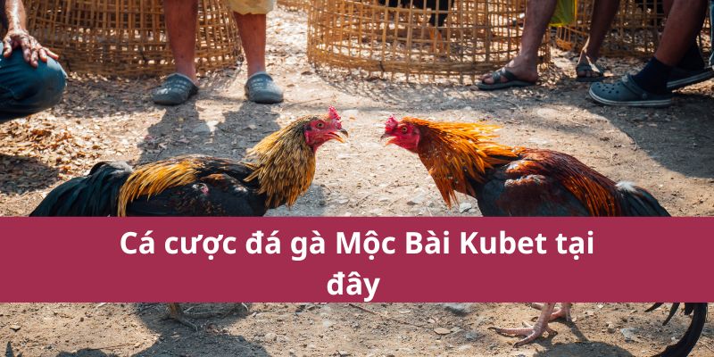 Đá Gà Mộc Bài Kubet: Hướng Dẫn Từ A-Z Cho Người Mới 3 Cá cược đá gà Mộc Bài Kubet tại đây