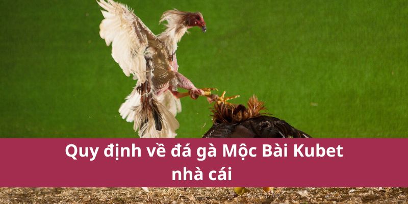 Đá Gà Mộc Bài Kubet: Hướng Dẫn Từ A-Z Cho Người Mới 4 Quy định về đá gà Mộc Bài Kubet nhà cái