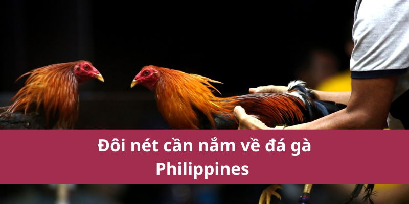 Các Trận Đá Gà Philippines Nổi Bật Nhất Năm 2025 2 Đôi nét cần nắm về đá gà Philippines