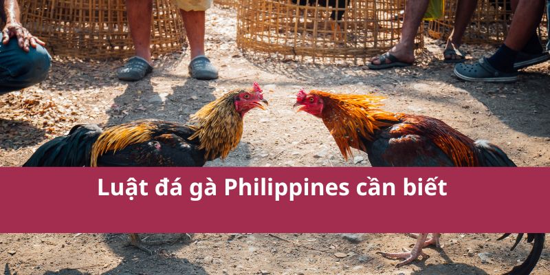 Các Trận Đá Gà Philippines Nổi Bật Nhất Năm 2025 3 Luật đá gà Philippines cần biết