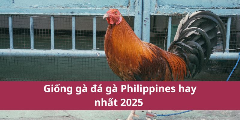 Các Trận Đá Gà Philippines Nổi Bật Nhất Năm 2025 4 Giống kê đá gà Philippines hay nhất 2025