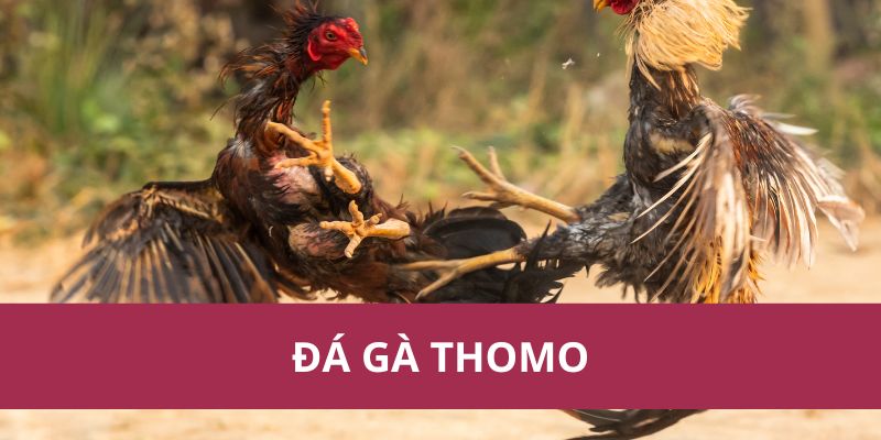 Cách Đặt Cược Đá Gà Thomo Và Chiến Lược Thắng Lớn 1 Cách Đặt Cược Đá Gà Thomo Và Chiến Lược Thắng Lớn