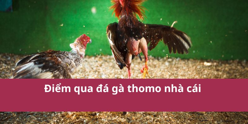 Cách Đặt Cược Đá Gà Thomo Và Chiến Lược Thắng Lớn 2 Điểm qua đá gà thomo nhà cái