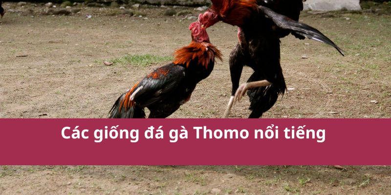 Cách Đặt Cược Đá Gà Thomo Và Chiến Lược Thắng Lớn 3 Các giống đá gà Thomo nổi tiếng