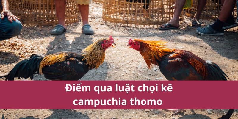 Cách Đặt Cược Đá Gà Thomo Và Chiến Lược Thắng Lớn 4 Điểm qua luật chọi kê campuchia thomo